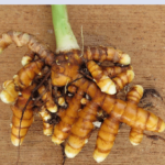 Zerdeçal (Curcuma longa L.)