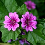 Ebegümeci (Malva sylvestrıs L.)