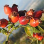 Kuşburnu (Rosa canına L.)