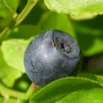 Yaban Mersini (Vaccinum Myrtillus L.)